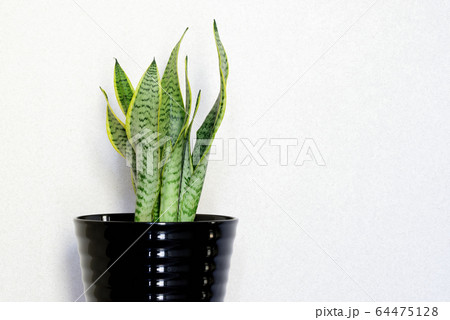 観葉植物 サンセベリア 観葉植物 サンセベリア 64475128