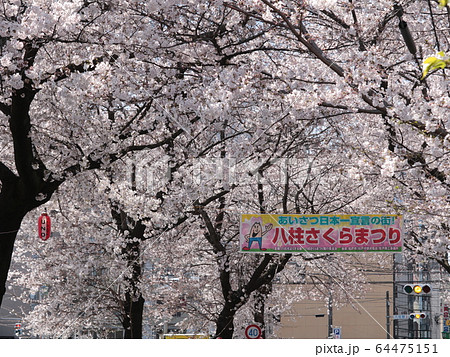 八柱さくらまつりの横断幕と桜(横構図) 八柱さくらまつりの横断幕と桜(横構図) 64475151