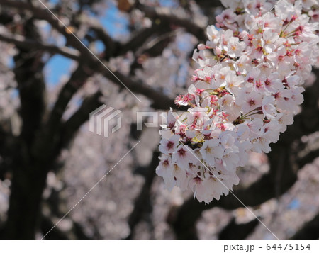 桜 桜 64475154