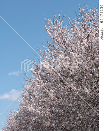桜 64475156