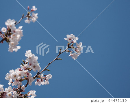 桜と青空 桜と青空 64475159