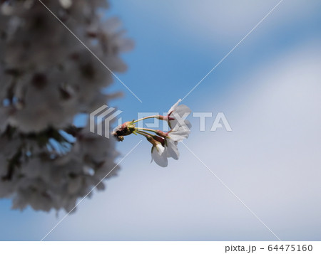 桜 桜 64475160