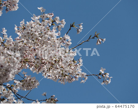 桜 桜 64475170