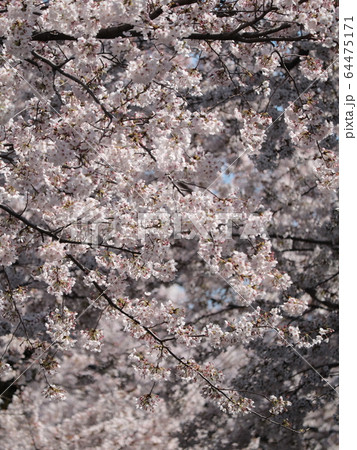 桜 桜 64475171