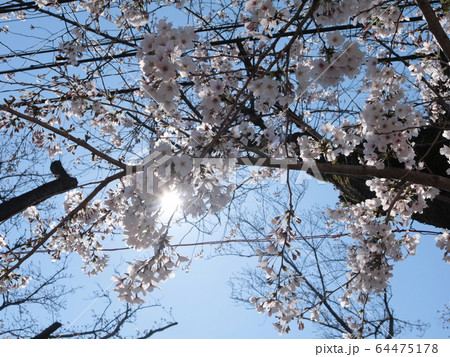 桜と太陽 桜と太陽 64475178