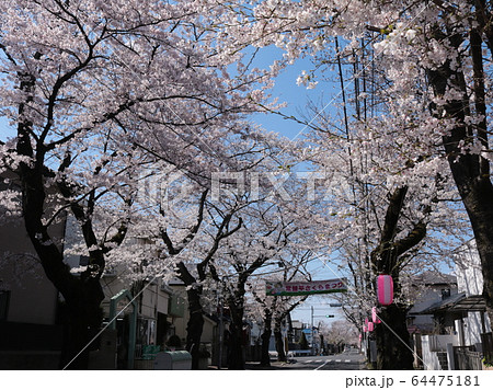 桜と常盤平さくらまつりの横断幕(横構図) 桜と常盤平さくらまつりの横断幕(横構図) 64475181