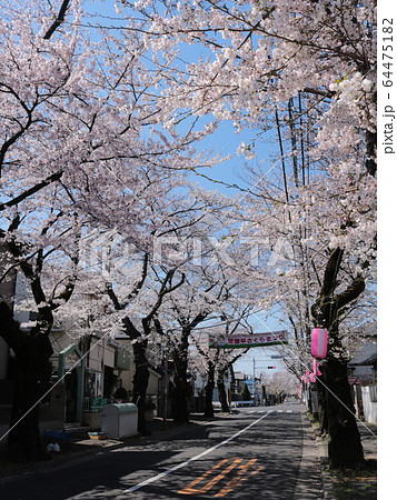 桜と常盤平さくらまつりの横断幕(縦構図) 桜と常盤平さくらまつりの横断幕(縦構図) 64475182