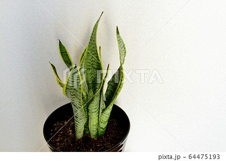 観葉植物　サンセベリア 64475193