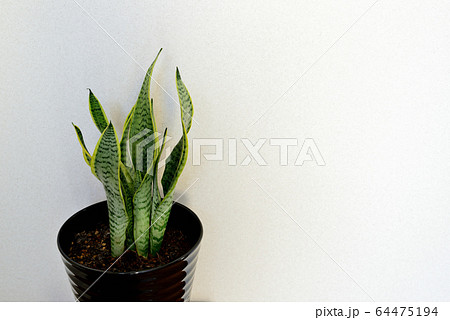 観葉植物 サンセベリア 観葉植物 サンセベリア 64475194