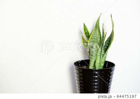 観葉植物　サンセベリア 64475197