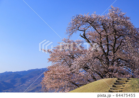 八代ふるさと公園 甲州蚕影桜 八代ふるさと公園 甲州蚕影桜 64475455