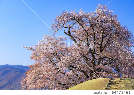 八代ふるさと公園 甲州蚕影桜 八代ふるさと公園 甲州蚕影桜 64475461