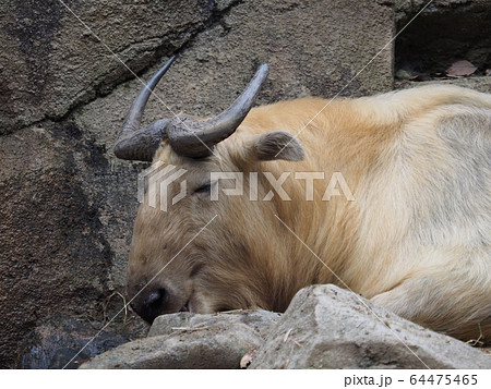 ターキン 64475465