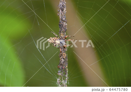ゴミグモ ゴミグモ 64475780