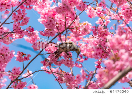 桜の蜜を吸うヒヨドリ 64476040