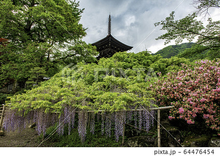 上田市　前山寺三重塔と藤の花　ツツジ 64476454