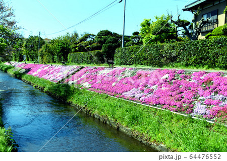 芝桜 芝桜 64476552