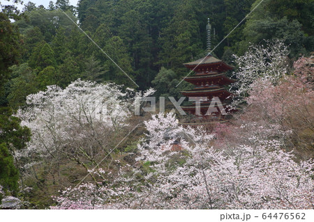 長谷寺の桜 64476562