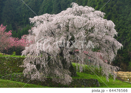 奈良の又兵衛桜 64476566