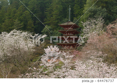 長谷寺の桜 長谷寺の桜 64476737