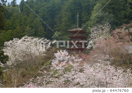 長谷寺の桜 長谷寺の桜 64476760