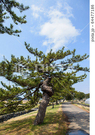旧羽州街道　松並木　秋田県 64477186