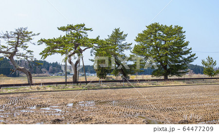 旧羽州街道 松並木 秋田県 旧羽州街道 松並木 秋田県 64477209