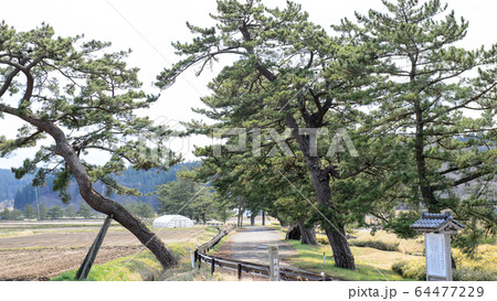 旧羽州街道　松並木　秋田県 64477229