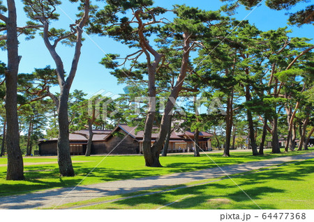 函館五稜郭公園の松並木と箱館奉行所 64477368