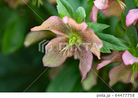 クリスマスローズ 64477758