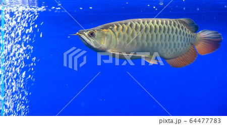アロワナ・紅尾金流・幼魚(アクアリウム) アロワナ・紅尾金流・幼魚(アクアリウム) 64477783