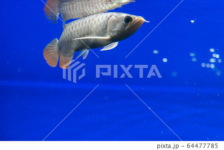 アロワナ・紅龍（スーパーレッド）・幼魚（アクアリウム） 64477785