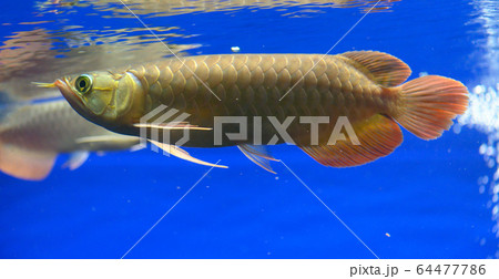 アロワナ・紅龍(スーパーレッド)・幼魚(アクアリウム) アロワナ・紅龍(スーパーレッド)・幼魚(アクアリウム) 64477786