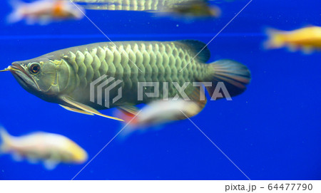 アロワナ・紅尾金流・幼魚(アクアリウム) アロワナ・紅尾金流・幼魚(アクアリウム) 64477790