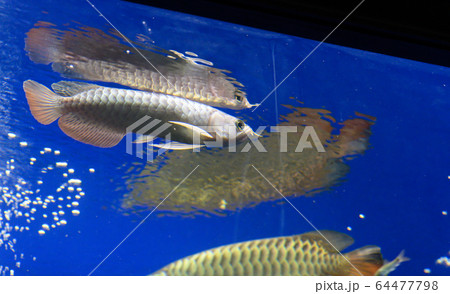 アロワナ 過背金龍 幼魚 アクアリウム の写真素材