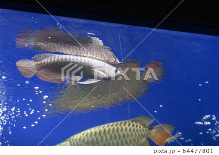 アロワナ・過背金龍・幼魚(アクアリウム) アロワナ・過背金龍・幼魚(アクアリウム) 64477801