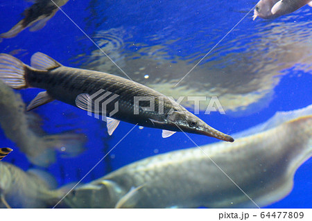 スポッテッドガーパイク・古代魚・アクアリウム スポッテッドガーパイク・古代魚・アクアリウム 64477809