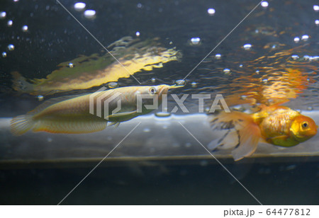 アロワナ アルビノシルバー 幼魚 アクアリウム の写真素材