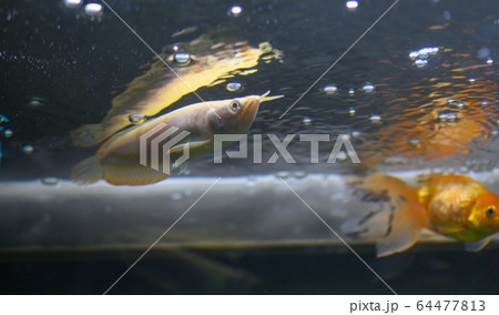 アロワナ・アルビノシルバー・幼魚（アクアリウム） 64477813