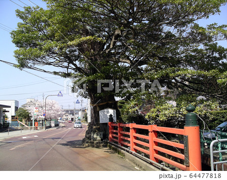 霞のタブの木 福井県 坂井市 丸岡町 の写真素材