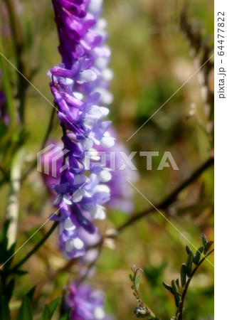 春の訪れ：野の花：くさふじ：天の川の土手 64477822