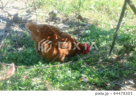 鶏:にわとり:ロードアイランドレッド:農家 鶏:にわとり:ロードアイランドレッド:農家 64478305