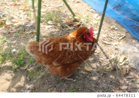 鶏：にわとり：ロードアイランドレッド：農家 64478311