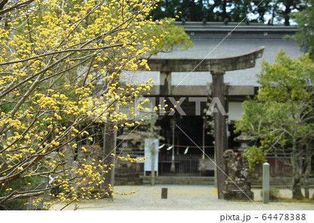 浦島神社のサンシュの花 64478388
