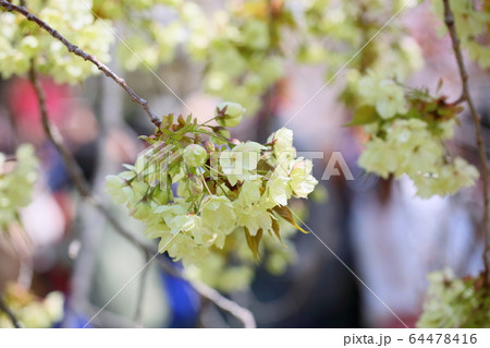 桜の花 ウコン 桜の花 ウコン 64478416
