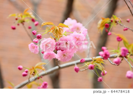 桜の花　妹背 64478418