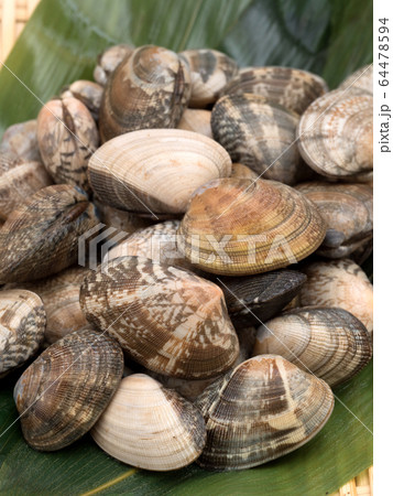 生のアサリ 64478594