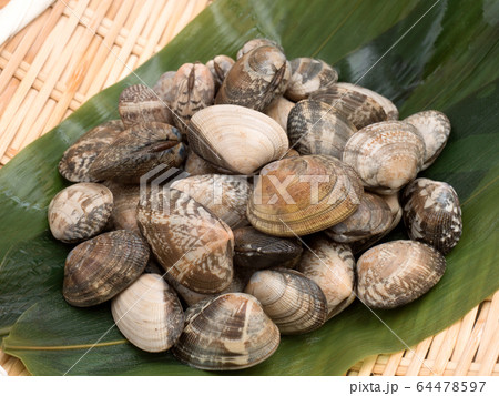 生のアサリ 64478597