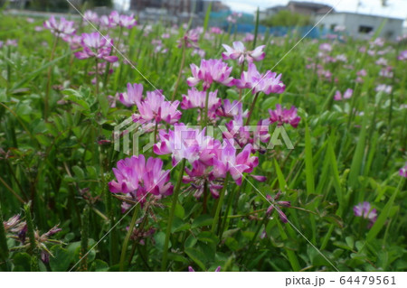 春の野の花:レンゲソウ:河川敷の田んぼ 春の野の花:レンゲソウ:河川敷の田んぼ 64479561