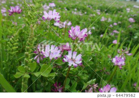 春の野の花:レンゲソウ:河川敷の田んぼ 春の野の花:レンゲソウ:河川敷の田んぼ 64479562